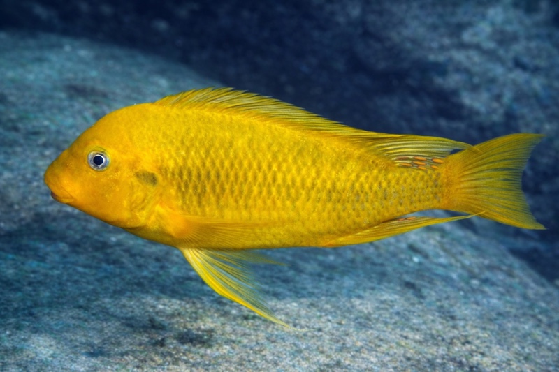 Petrochromis ephippium 'Sibwesa'